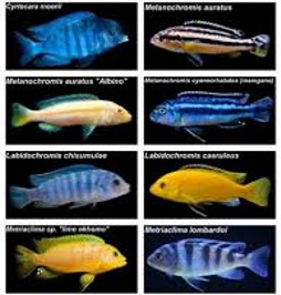AFRIC CICHLIDS