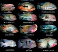 US CICHLIDS