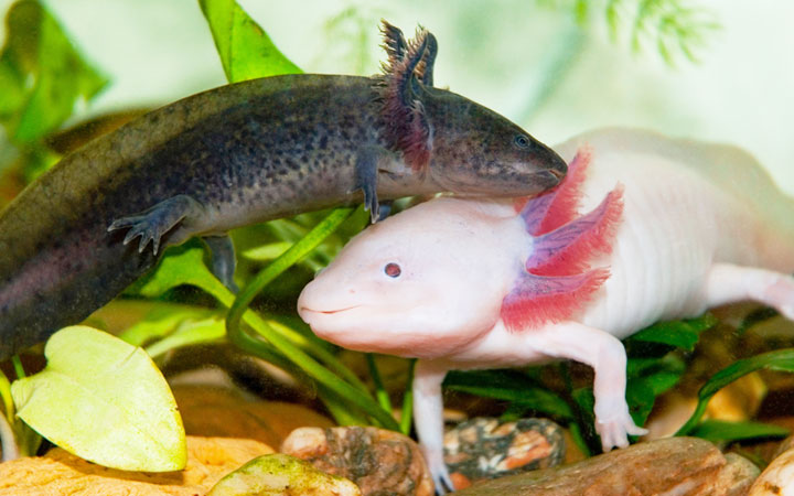 AXOLOTLS