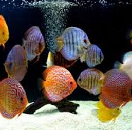 DISCUS