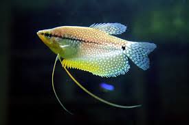 GOURAMI's