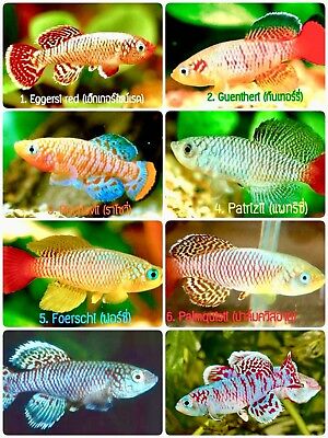 KILLIFISH
