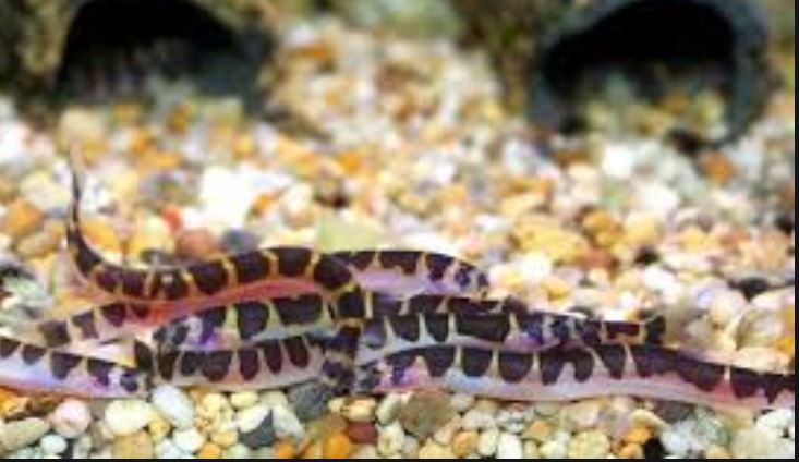 LOACHES