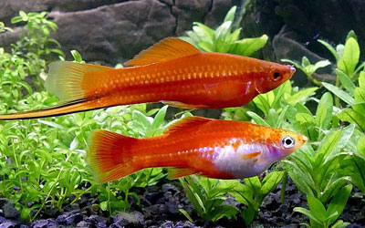 SWORDTAILS