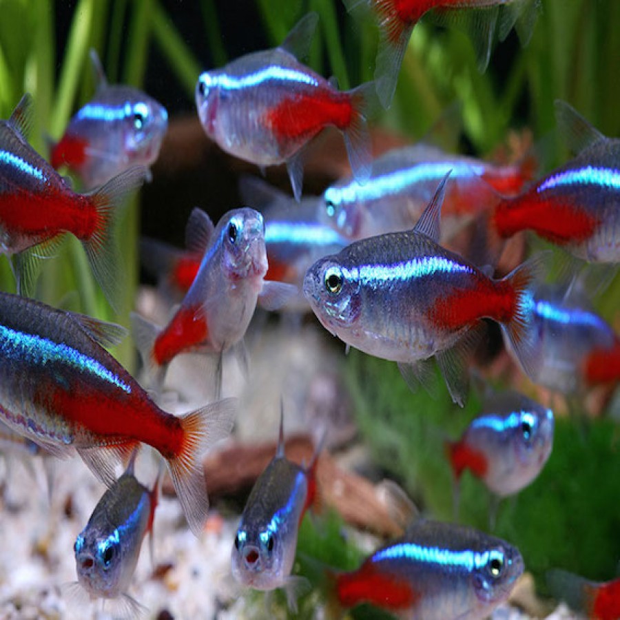 TETRAS